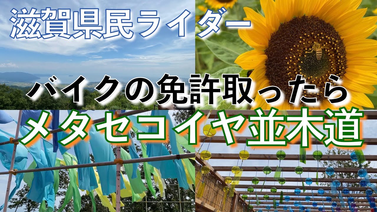 スマホ落下！新品iPhone バイク初心者のメタセコイア並木道  HONDA VTR 250 #11