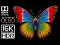 HEAVEN OF OLED VIDEOS | 16K VIDEO ULTRA HD - Dolby Vision 16K HDR
