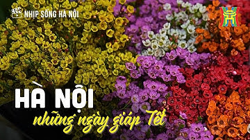 Hà Nội những ngày giáp Tết | Nhịp sống Hà Nội