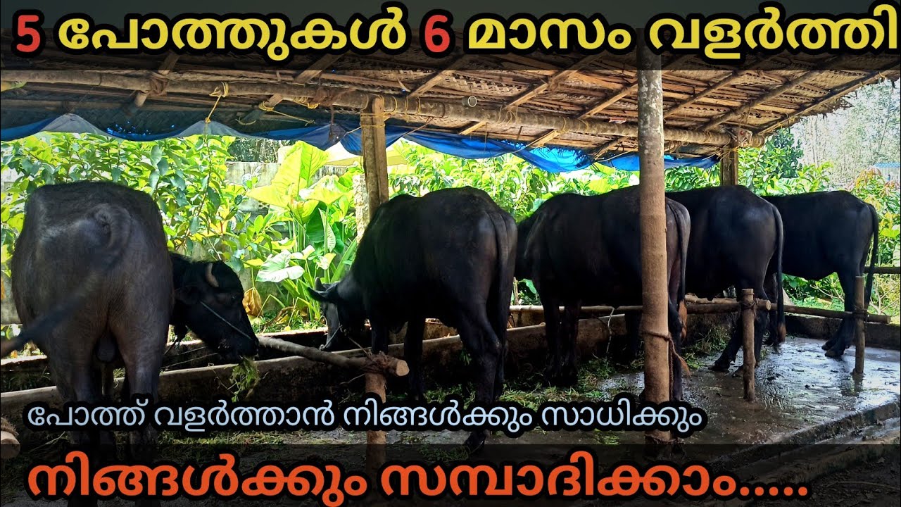 6 മാസം വളർത്തി പോത്തുകളെ വിൽക്കാം ലക്ഷങ്ങൾ സമ്പാദിക്കാം || പോത്ത് വളർത്തൽ  ആദായകരം || PothValarthal