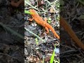 #nature #salamander #reptiles #connecticut #getoutside a couple cute salamanders from our hike