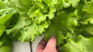 Tip burn, Potassium, and Calcium: Remedy and Nutrient Deep Dive