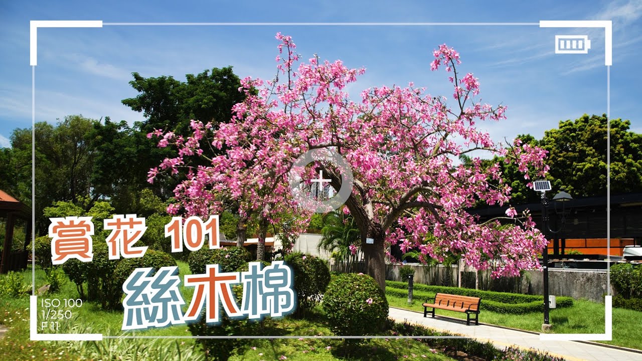 賞花101 絲木棉 Appreciation Of Flowers 101 Chorisia Speciosa Youtube