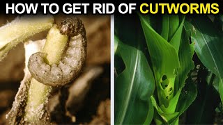 How to control CUTWORMS || How to Get Rid of Cutworms || Tpl Pest