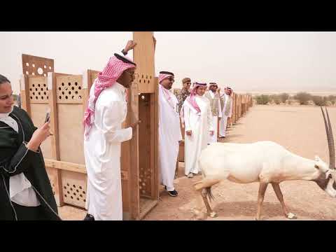 إطلاق المها العربي وظباء الريم في محمية الملك خالد الملكية 2022