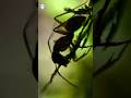The Fungus That Turns Ants Into Zombies 😱🐜