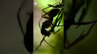 The Fungus That Turns Ants Into Zombies 😱🐜