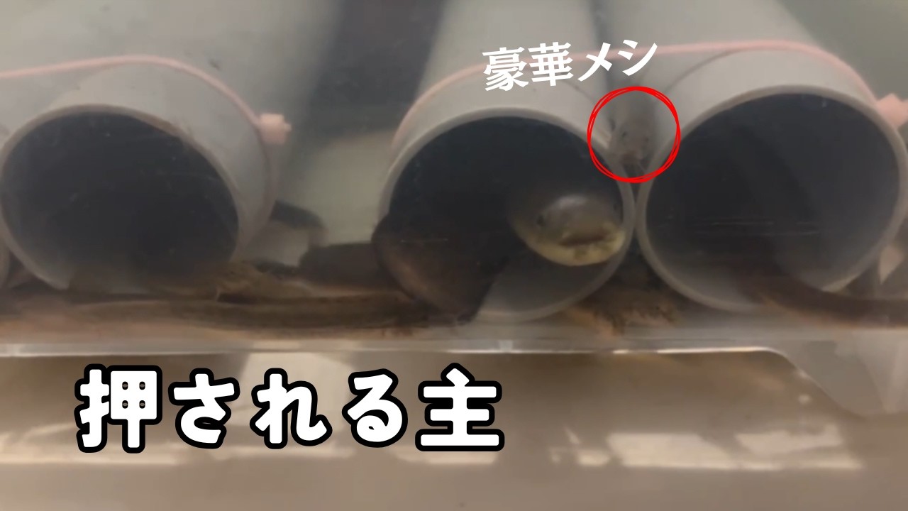 どじょう投入してみたら・・・