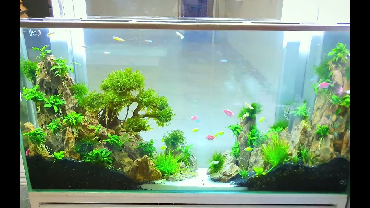 Bể thủy sinh núi đá Tiger - Thủy Sinh Nha Trang