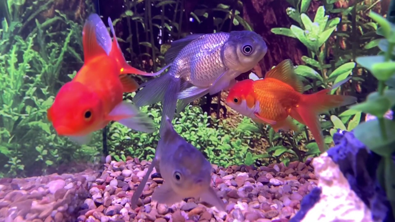 Petsmart and reptile store tours YouTube