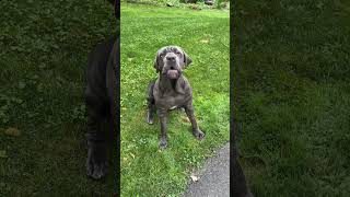 My 120lb Neapolitan Mastiff puppy barking out of excitement