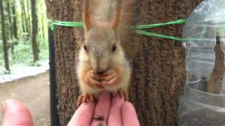 Покормил бельчонка / I fed the baby squirrel