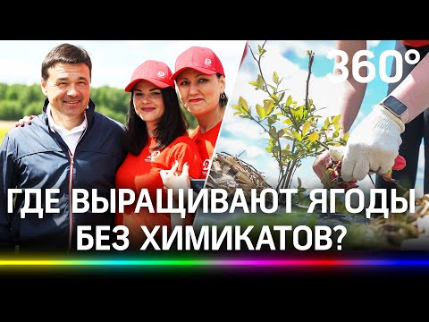 Почти 150 гектаров голубики появится в этом году в Подмосковье