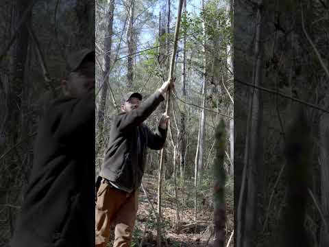 Forked stick trigger