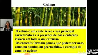 Caules Aéreo Ciências Para O 5º Ano Com A Professora Maninha
