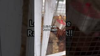 Let’s free the raptors #backyardchickens #chickens #homesteading #chickenlife #alwayslaughing