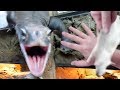HUGE LIZARD ATTACKS WHILE FEEDING ALL MY ANIMALS AT THE REPTILE ZOO!! | BRIAN BARCZYK