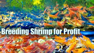 Breeding Shrimp for Profit - Full Time - Quit My Job