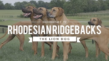 ALL ABOUT RHODESIAN RIDGEBACKS: THE AFRICAN LION HUNTING DOG