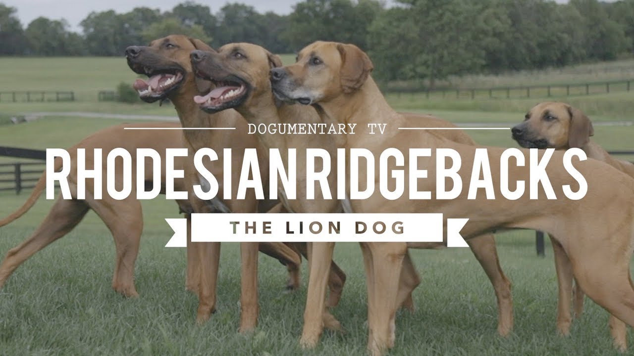 All About Rhodesian Ridgebacks: The African Lion Hunting Dog