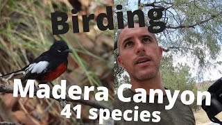 Birding Madera Canyon, Arizona. Over 40 bird species.