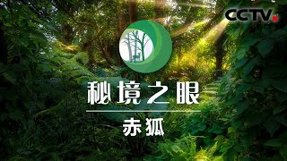 红外镜头捕捉到一只颇有“居安思危”意识的赤狐 | CCTV「秘境之眼」20201110