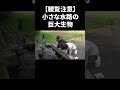 小さな水路で超意外な生物を捕まえた‼️