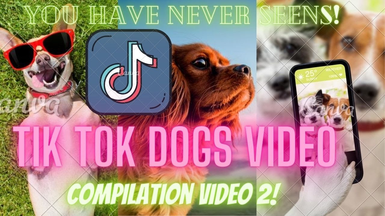 Funny & Cute dogs Tik Tok dogs Compilation Video 2 YouTube