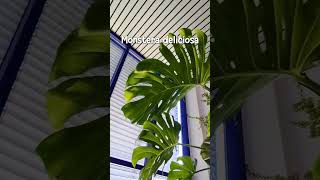 1600 liter Jungle Aquarium