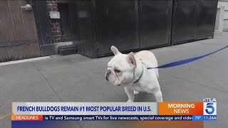 French bulldog remains most popular dog breed in the U.S.