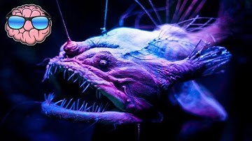 Top 10 CREEPY Deep Sea Creatures You Didn