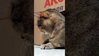 Кот Василий пережидает морозы сидя в коробочке #кот #cat #котики