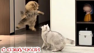 видео: Приколы с котами! С ОЗВУЧКОЙ! СМЕШНЫЕ КОТЫ И СОБАКИ! Самые смешные животные! УГАР! картинка: Приколы с котами! С ОЗВУЧКОЙ! СМЕШНЫЕ КОТЫ И СОБАКИ! Самые смешные животные! УГАР!