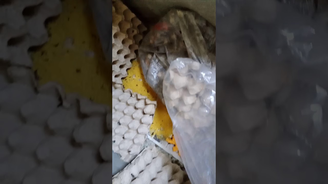 Ternak Jangkrik Panen Pemula 