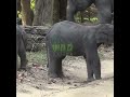 Baby elephants playing