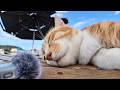 猫のゴロゴロ音は最高に癒やされる