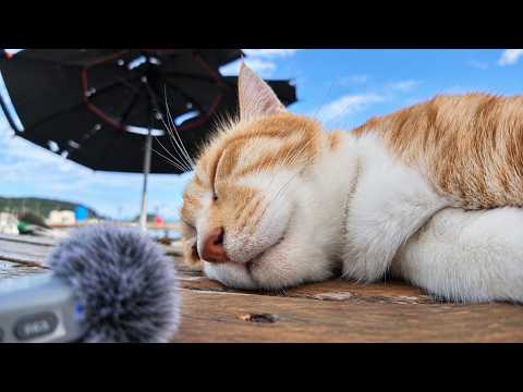 The Soothing GOROGORO Sound of a Purring Cat Is Pure Therapy
