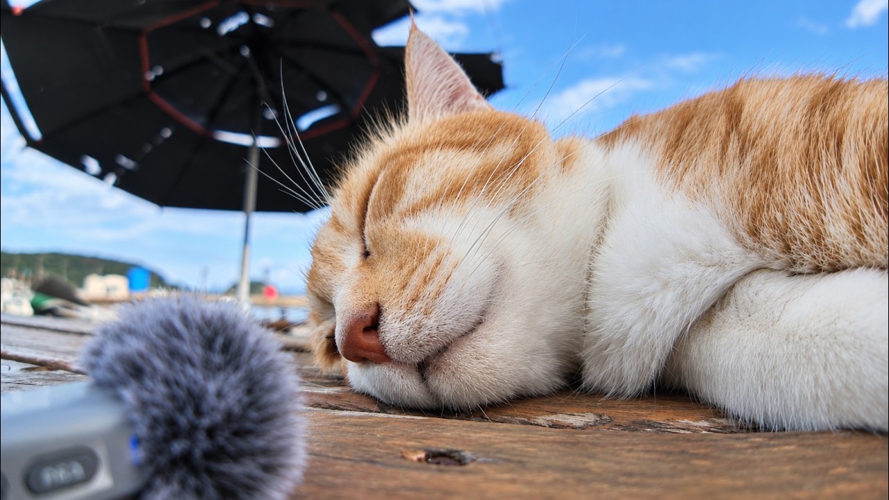 猫のゴロゴロ音は最高に癒やされる