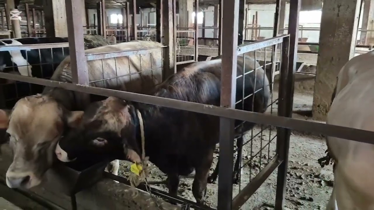 Бычки на откорме , цены на мясо Казахстане 