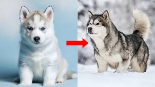 Husky 🐶 From Fluffy, Clumsy Puppies to Loyal Adventure Dogs — More Than Just Wolf-Like Companions screenshot 5