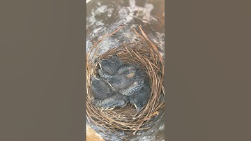 Bluebird nest check on April 18th 2025 #shortvideo #bluebird