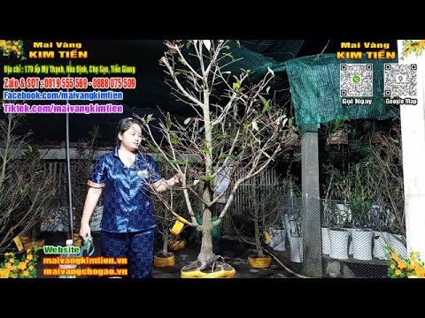 Phôi Mai Thủ Đức Giá Rẻ Bao Ship Bao Sống Toàn Quốc - Mai Vàng Kim Tiền Chợ Gạo