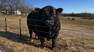 A Pasture Standoff Between Our Bulls!