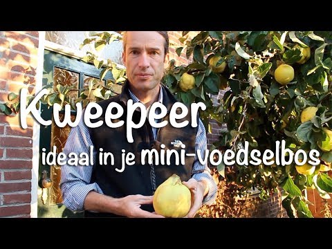 Video: Teelt Van Kweepeer