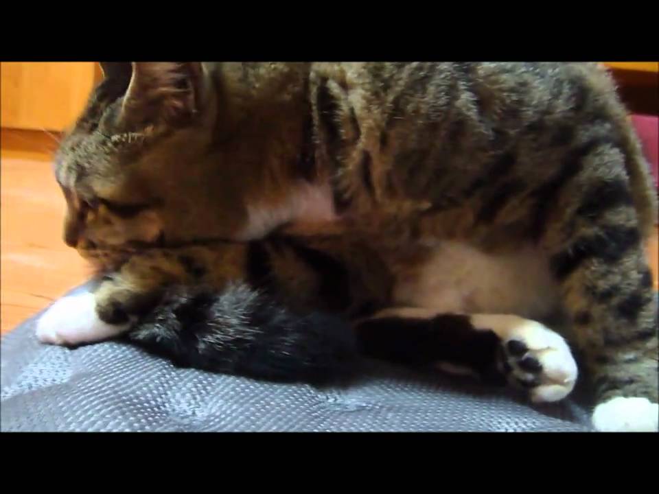 cat licking tail YouTube