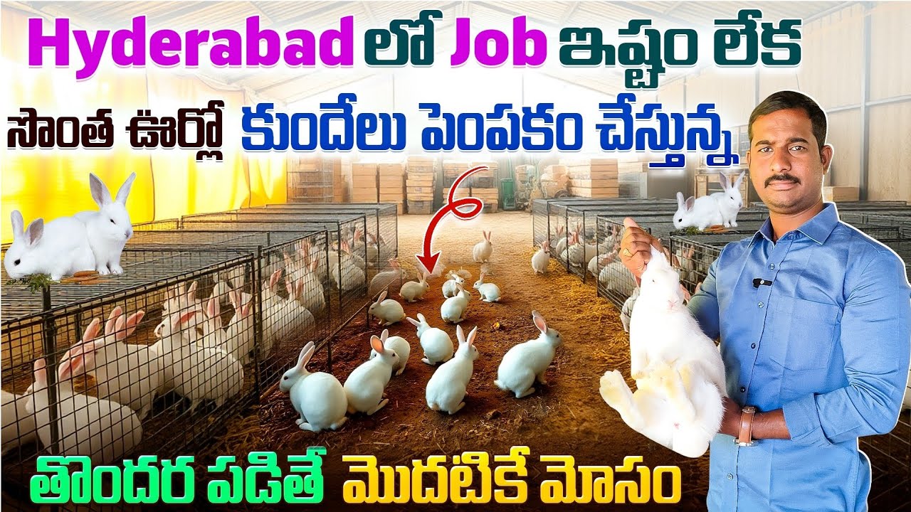 job ఇష్టం లేక ఊర్లో కుందేలు పెపంకం చేస్తున్న||Rabbit farming telugu ||