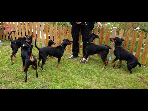 Video: Tysk Pinscher Hundeavl Allergivenlig, Sundhed Og Levetid