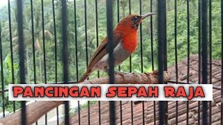 CUITAN BURUNG SEPAH RAJA MEMANCING BIRAHI BURUNG BAKALAN