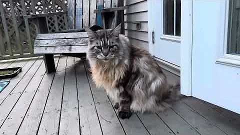 Watch the video about Big cute n fluffy MaineCoon kitties |catio chat | cats pets animals videos family vlog