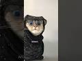 Funny shorts 😂🤣 #relatable #cat #catlovers #viral #viralvideo#shorts #youtubeshorts#youtube #animals